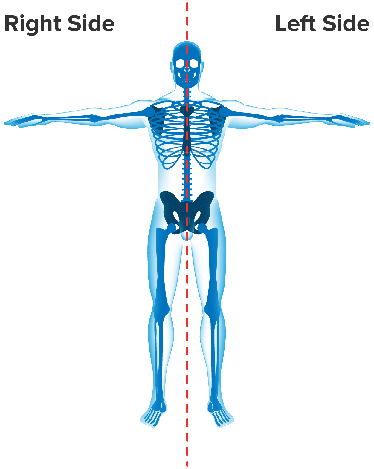 A body with a line down the middle. The left side of the image is labeled 