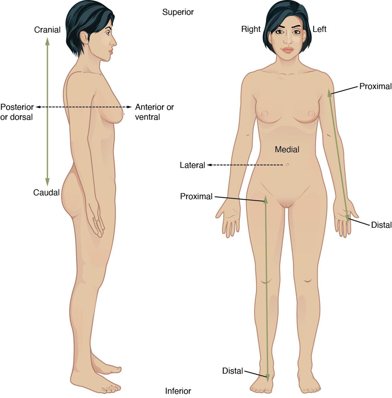 Two images of the same female, a side view and a front (anatomical position) view.  At the top of both images, the directional term Superior is shown.  At the bottom of both images, the directional term Inferior is shown. On the side view, a two-sided arrow is indicating that the directional term Cranial starts at the head and moves down to the Caudal or bottom of the spine. Then there is a two-sided arrow that starts at the front of the female (in the side view) that indicates the Anterior of ventral directional term and the arrow ends at the back of the female or Posterior or dorsal directional term.  On the front image at the top on either side of the head, the directional terms Right and Left are shown. There is a two-sided arrow that starts at the shoulder area labeled Proximal which runs down the arm and ends at the fingers. That directional term is called Distal. In the middle of the body, just above the waist) the directional term Medial is labeled. There is a dotted arrow that starts at the middle of the body (from the belly button) and moves out to the side of the image. That is labeled as the Lateral directional term.  Finally, a two-sided arrow starting at the top of the hip is labeled Proximal which runs down the leg and ends at the toes. That directional term is also called Distal.