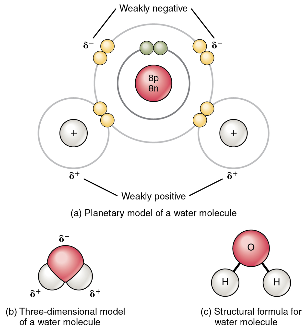This figure shows the structure of a water molecule. The top panel shows two oxygen atoms and one hydrogen atom with electrons in orbit and shared electrons. The middle panel shows a three-dimensional model of a water molecule and the bottom panel shows the structural formula for water.