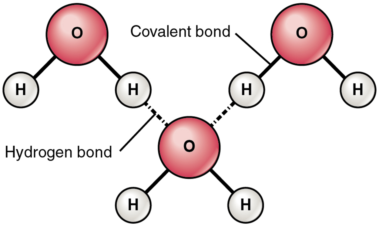 This figure shows three water molecules and the hydrogen bonds between them. Hydrogen bonds are relatively weak compared to covalent bonds, so they are shown as dotted rather than solid lines.