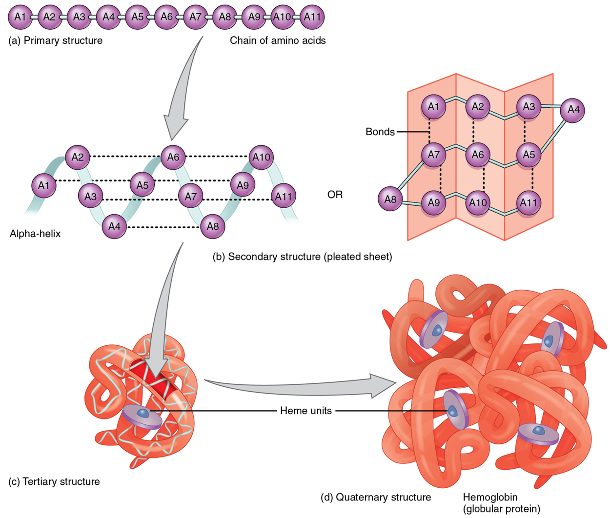 Omega Loop Organic Compounds: Proteins Tutorial | Sophia Learning