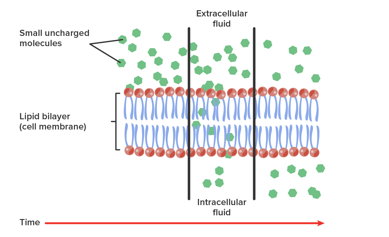 This figure shows the simple diffusion of small non-polar molecules across the plasma membrane. The nonpolar molecules are initially present in higher numbers in the extracellular fluid and low numbers in the intracellular fluid. Over time, the molecules diffuse across the membrane until numbers are equal on both sides.