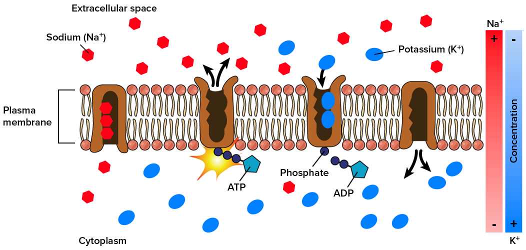 This diagram shows the four-step cycle of a sodium/potassium pump embedded in the plasma membrane. The net result is that potassium is pumped into the cytoplasm and sodium is pumped out of the cytoplasm, using ATP in the process and creating a gradient, where sodium is concentrated outside of the cell, and potassium within the cell.