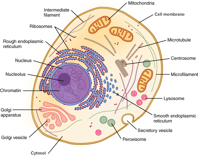 This diagram shows an animal cell with all the intracellular organelles labeled.