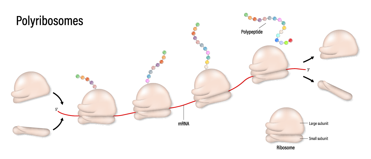 Protein Synthesis Tutorial | Sophia Learning