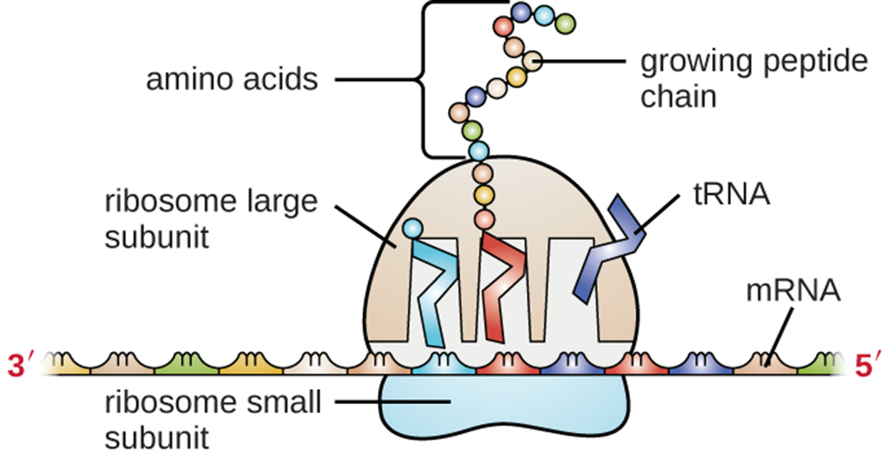 DNA and RNA Structure and Function Tutorial | Sophia Learning