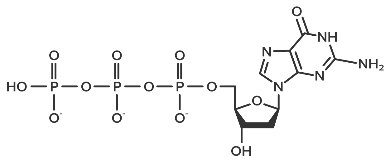 Diagram of dGTP. In the center is deoxyribose which is a pentagon shaped sugar. The top point has an oxygen. Then, moving around the shape are carbons 1, 2, 3, and 4; carbon 5 is attached to carbon 4 but not in the ring. Attached to carbon 1 is a structure made of 2 carbon and nitrogen rings bound along their ends; this is guanine. Carbon 2 has only Hs attached to it. Carbon 3 has an H and an OH. Carbon 4 has an N and Carbon 5. Carbon 5 is attached to 3 phosphate groups in a row (labeled triphosphate). Each phosphate group is made of phosphorus attached to 4 oxygen atoms.