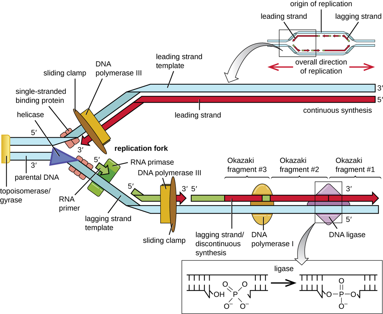 Diagram of DNA replication. A small inset at the top shows a double strand of DNA separated in the center forming a bubble; the DNA is double stranded on either side of the bubble. The origin of replication is in the midway point of the bubble. On the top strand a solid arrow points to the left from the origin; this is the leading strand. On the right of the origin of replication are short arrows pointing to the left; this is the lagging strand. On the bottom strand a solid arrow pointing to the right from the origin is labeled leading strand and short arrows pointing to the right on the other side of the origin are labeled lagging strands. A larger image shows just the left half of the bubble. The double stranded DNA is no the far left and is labeled 5′ for the top strand and 3′ for the bottom strand. An enzyme to the very far left I is labeled topoisomerase/gyrase. At the point where the double stranded regions splits is a triangle shape labeled helicase. Next to that are smaller shapes labeled single-stranded binding proteins. The top strand shows continuous synthesis of the leading strand; this is shown as a solid arrow under the top strand. The arrow has a 5′ at the right end and a 3′ at the left end. The template strand at the top has a 3′ at the right and a 5′ at the left. At the end of the arrow (near where the DNA is newly being separated by the helicase) is DNA polymerase 3 and a sliding clamp that span both strands. The bottom strand of DNA has more components. Just after the single stranded binding proteins is RNA primase which attaches RNA primer (shown as a green arrow). Further down the lagging strand template is an existing RNA primer with DNA polymerase III and a sliding clamp spanning primer and the template strand. The polymerase is building a new strand of DNA from the left side (5′) to the right side (3′). Further to the right is a long piece made of RNA primer, then new DNA, then RNA primer, then new DNA all connected. Each of the DNA/RNA combinations are okazaki fragments made in the discontinuous synthesis of the lagging strand. DNA polymerase I is attached to the RNA primer in the center and is replacing it with DNA nucleotides. DNA ligase then binds the individual strands of new DNA together. This is shown in a close-up as two double helices that have all the correct letters in place, but one is missing a connection between two of the nucleotides (this is called a single-stranded gap). DNA ligase forms this last bond and the gap is sealed.