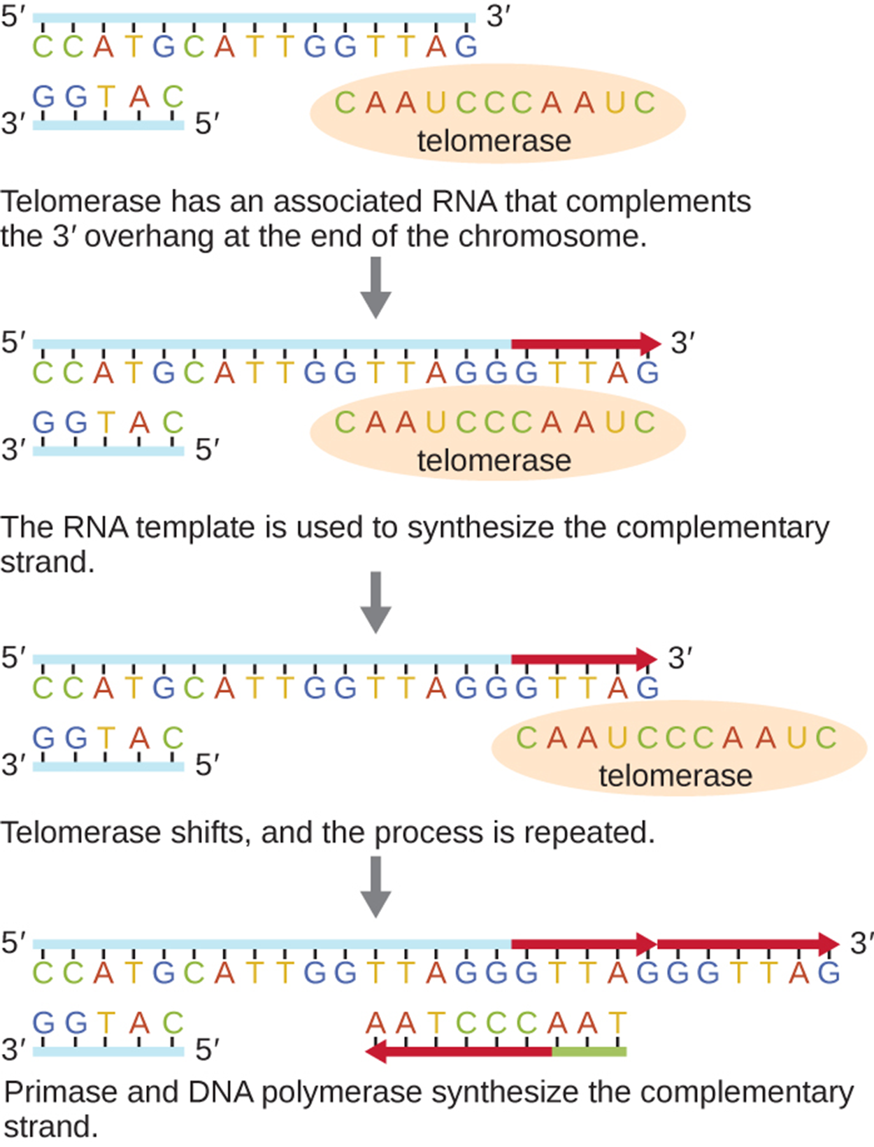 Diagram of telomerase. The top image shows a long strand of DNA with 5′ on the left and 3′ on the right. The complementary strand is much shorter and shows 3′ on the left and 5′ on the right. A circle labeled telomerase contains a complementary strand that matches the 3′ end of the upper strand and also extends past the 3′ end of the top strand. Caption: Telomerase has an associated RNA that complements the 3′ overhang at the end of the chromosome. Next, the top strand of DNA replicates using the overhang of the strand within the telomerase. Caption: The RNA template is used to synthesize the complementary strand. Next, the telomerase moves to the new 3′ end of the top strand. Caption: Telomerase shifts and the process repeats. Finally, The top DNA strand has multiple extensions. RNA primer binds near the 3′ end and builds a new strand of DNA towards the left until it meets up with the existing strand.