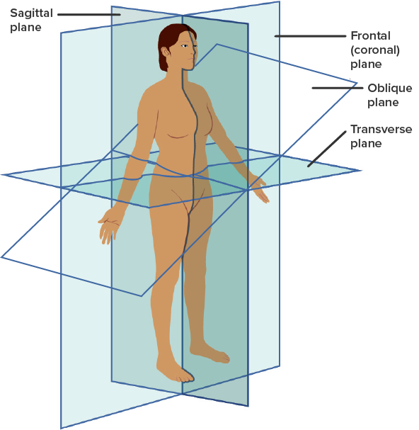 Image of a body that is separated by four body planes.  The sagittal plane separates the body in half starting from the top (head) down through to the bottom (feet). This plane divides the body vertically into right and left sides. The frontal plane separates from the top to the bottom as well but divides the body into front and rear portions (the division is at the side of the body). The transverse plane is presented at the waist level and divides the body into upper and lower portions.  Finally, the oblique plane is presented diagonally at the waist level and separates the body into an upper and lower portion but not at 90 degrees from the other three planes (this is more of a 45-degree angle).
