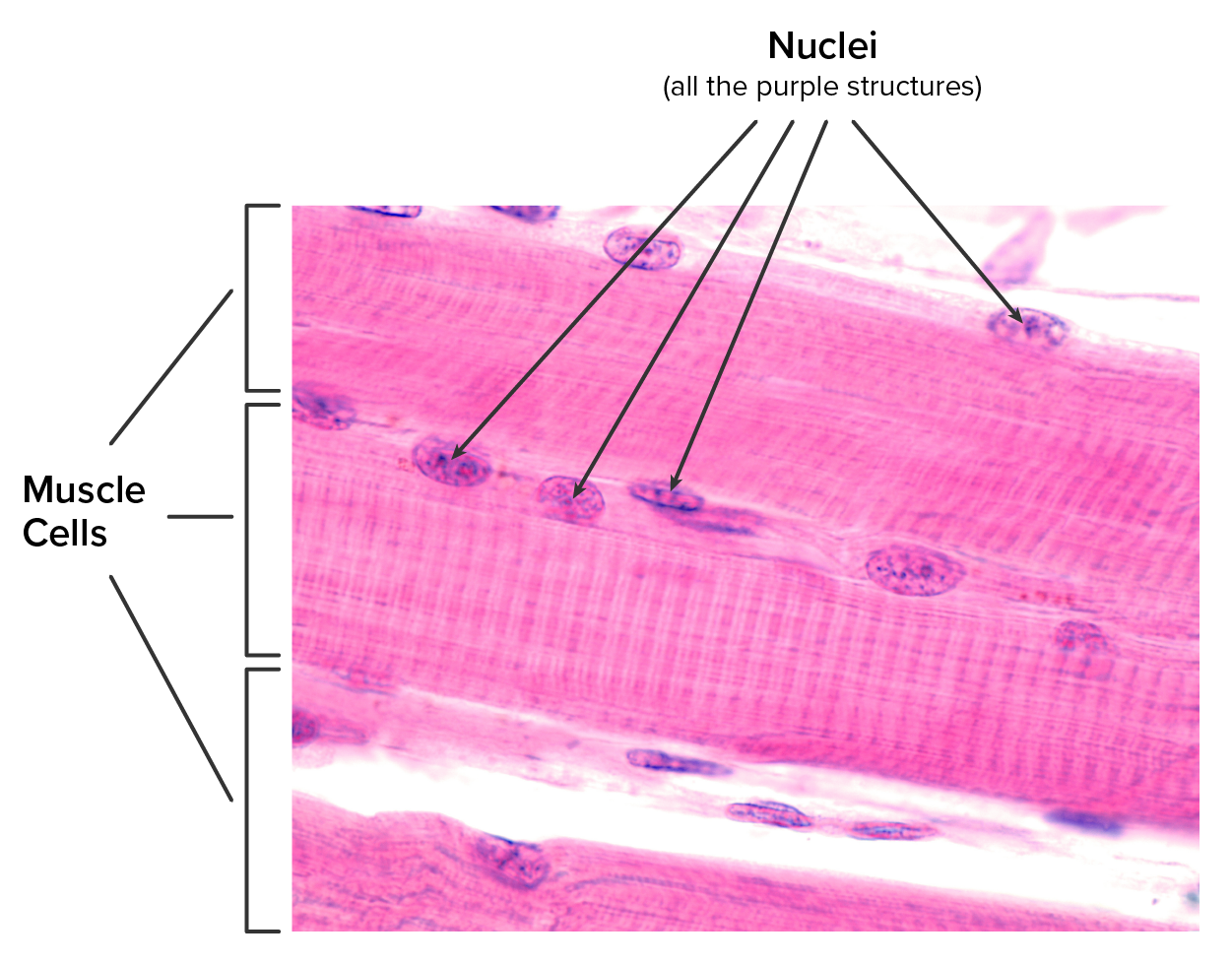 Light micrograph shows a muscle cell with multiple nuclei.