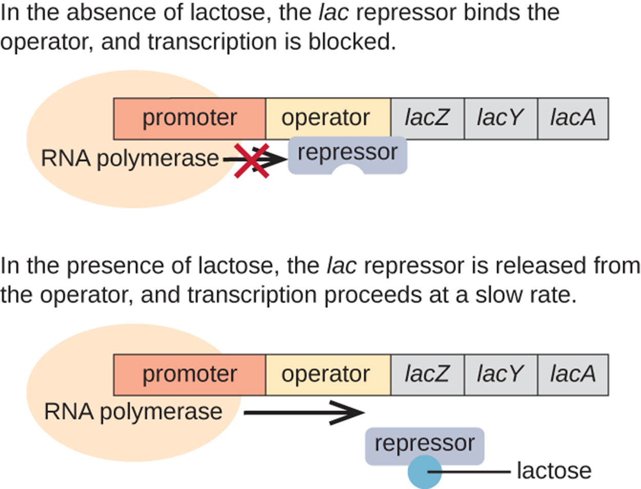 A diagram of the lac operon. The top image shows what occurs in the absence of lactose. In the absence of lactose, the lac repressor binds the operator, and transcription is blocked. The repressor is not bound to lactose but is bound to the operator. RNA polymerase is bound to the promoter but is blocked from transcription by the repressor. The bottom image shows the presence of lactose. In the presence of lactose, the lac repressor is released from the operator, and transcription proceeds at a slow rate. The image shows lactose bound to the repressor which is no longer bound to the operator. RNA polymerase is bound to the promoter and an arrow indicates that transcription is occurring.