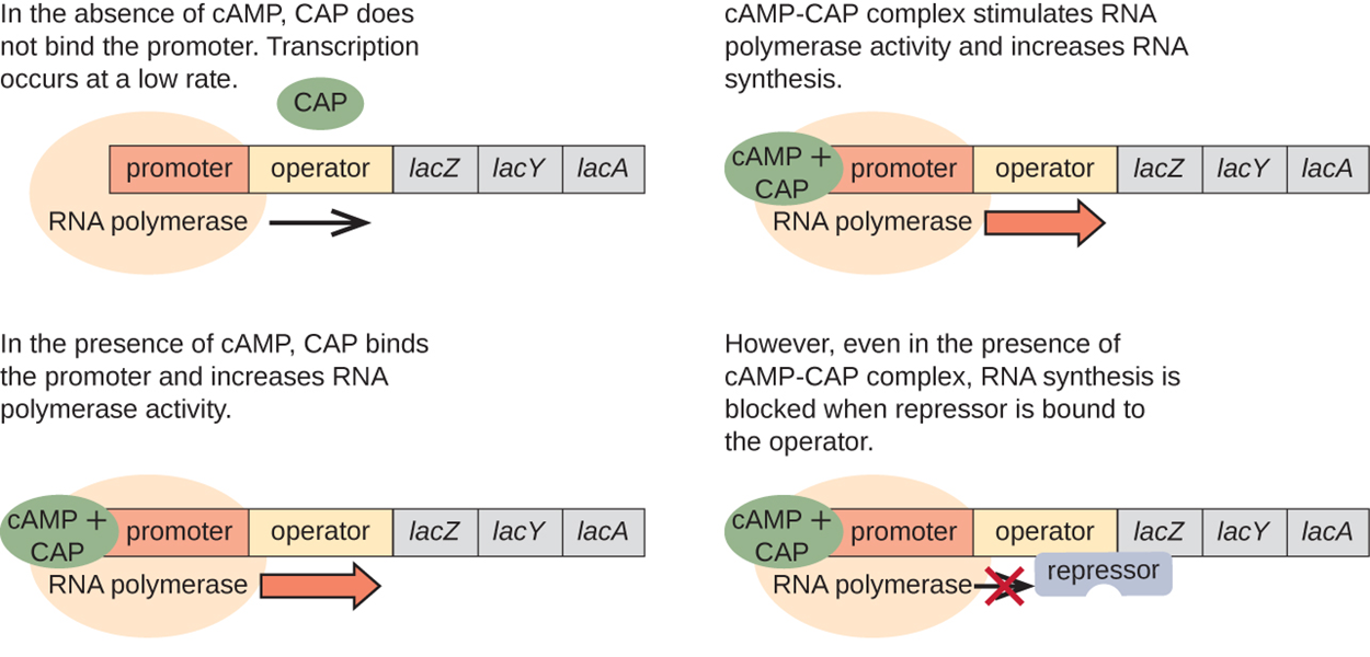 Diagram of the lac operon with and without cAMP. In the absence of cAMP, CAP does not bind the promoter. RNA polymerase does bind to the promoter and transcription occurs at a low rate. In the presence of cAMP, CAP binds the promoter and increases RNA polymerase activity. This is shown with a circle labeled cAMP + CAP bound to the promoter. RNA polymerase is also bound to the promoter and a thick arrow indicates faster transcription. cAMP–CAP complex stimulates RNA polymerase activity and increases RNA synthesis. However, even in the presence of cAMP–CAP complex, RNA synthesis is blocked when the repressor is bound to the operator. This is shown as the cAMP + CAP circle as well as the RNA polymerase bound to the promoter. The repressor is bound to the operator and this blocks RNA polymerase from moving forward.