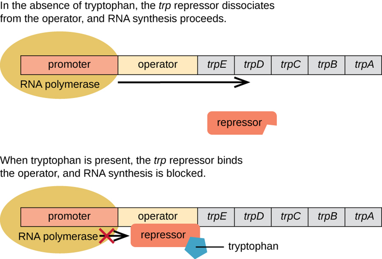 Diagram of the trp operon. The top image shows the operon in the absence of tryptophan. The trp repressor dissociates from the operator and RNA synthesis proceeds. RNA polymerase is bound to the promoter and an arrow indicates that transcription will occur. The repressor is not bound to anything. The bottom image shows the operon in the presence of tryptophan. When tryptophan is present, the trp repressor binds to the operator, and RNA synthesis is blocked. Tryptophan is shown bound to the repressor which is bound to the operator. RNA polymerase is bound to the promoter but is blocked from moving forward by the repressor.