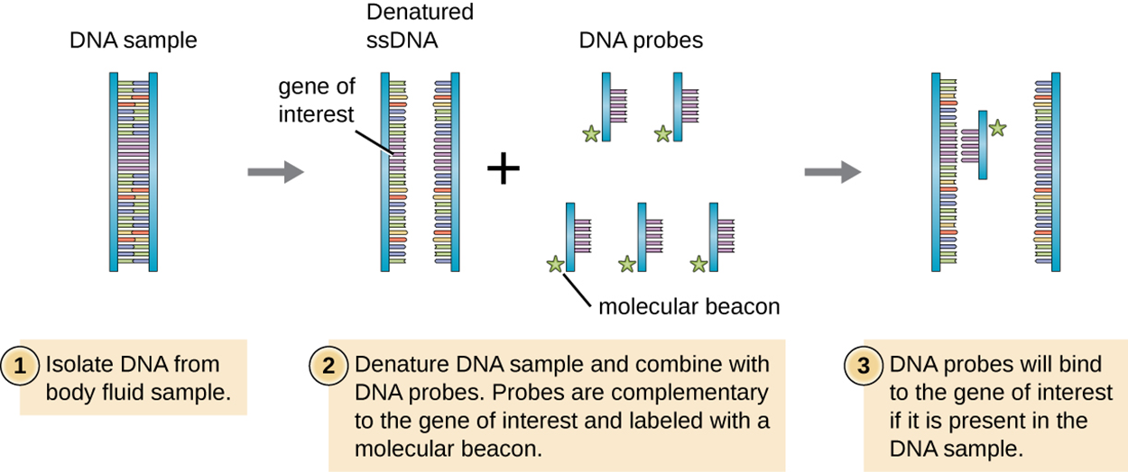 Molecular Analysis of DNA and RNA Tutorial | Sophia Learning