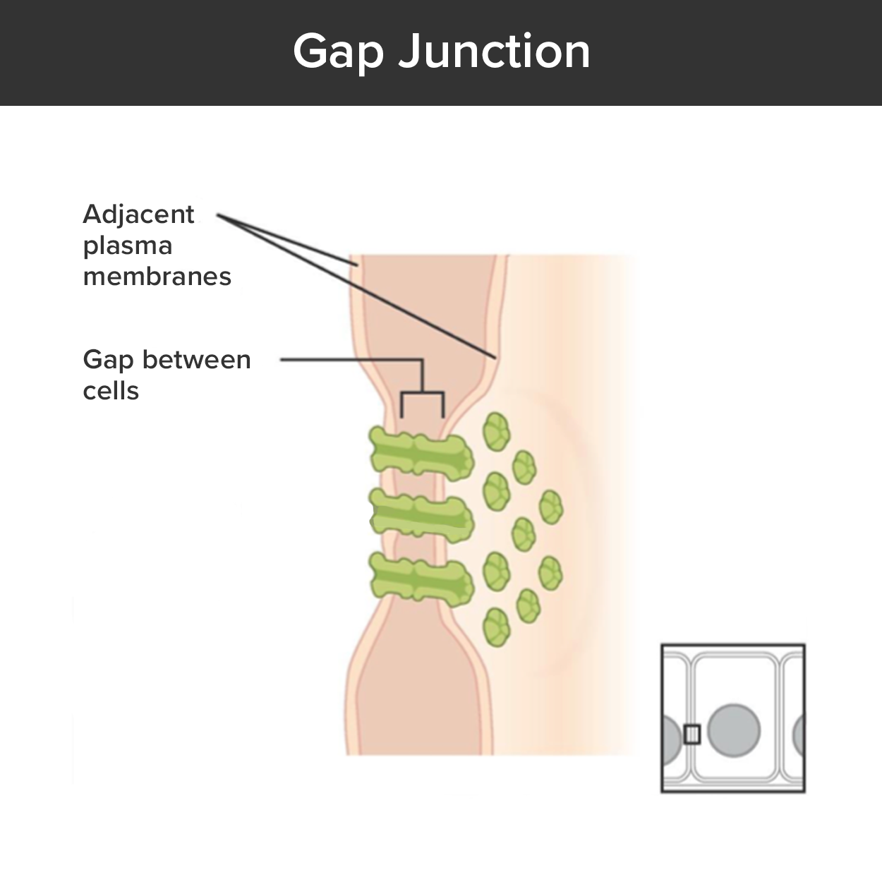 This image shows a gap junction. The gap junctions are composed of two interlocking connexins, which are round, hollow tubes that extend through the cell membranes. Two connexins, one from the left cell membrane and the other from the right cell membrane, meet between the two cells, forming a connexon. Even at the site of the connexon, there is a small gap between the cell membranes. On the inside edge of the right cell membrane, the gap junction appears as a depression. Three connexins are embedded into the membranes like buttons on a shirt.