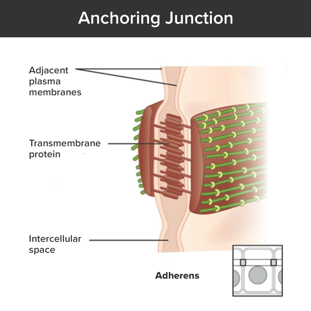 This image shows an adheren. These are similar to desmosomes, with two plaques on the inside edge of each cell membrane connected across the intercellular space by glycoproteins. However, the plaques do not contain tentacle-like intermediate filaments branching into the cytoplasm. Instead, the plaques are ribbed with green actin filaments. The filaments are neatly arranged in parallel, horizontal strands on the surface of the plaque facing the cytoplasm.