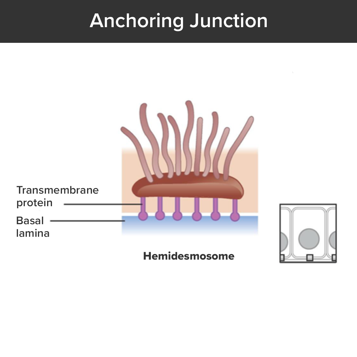 This image shows a hemidesmosome. Rather than being located between two neighboring cells, the hemidesmosome is located between the bottom of a cell and the basement membrane. A hemidesmosome contains a single plaque on the inside edge of the cell membrane. Like the desmosome, intermediate filaments project from the plaque into the cytoplasm. The opposite side of the plaque has purple, knob-shaped integrins extending out to the basal lamina of the basement membrane.