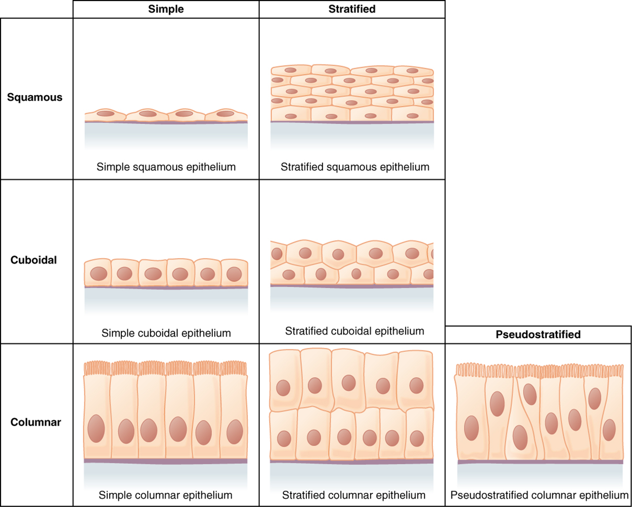 This figure is a table showing the appearance of squamous, cuboidal, and columnar epithelial tissues. Simple and compound forms are shown for each tissue type. In a simple squamous epithelium, the cells are flattened and single-layered. In a simple cuboidal epithelium, the cells are cube-shaped and single-layered. In a simple columnar epithelium, the cells are rectangular and are attached to the basement membrane on one of their narrow sides, so that each cell is standing up like a column. There is only one layer of cells. In a pseudostratified columnar epithelium, the cells are column-like in appearance, but they vary in height. The taller cells bend over the tops of the shorter cells so that the top of the epithelial tissue is continuous. There is only one layer of cells. A stratified squamous epithelium contains many layers of flattened cells. Stratified cuboidal epithelium contains many layers of cube-shaped cells. Stratified columnar epithelium contains many layers of rectangular, column-shaped cells.