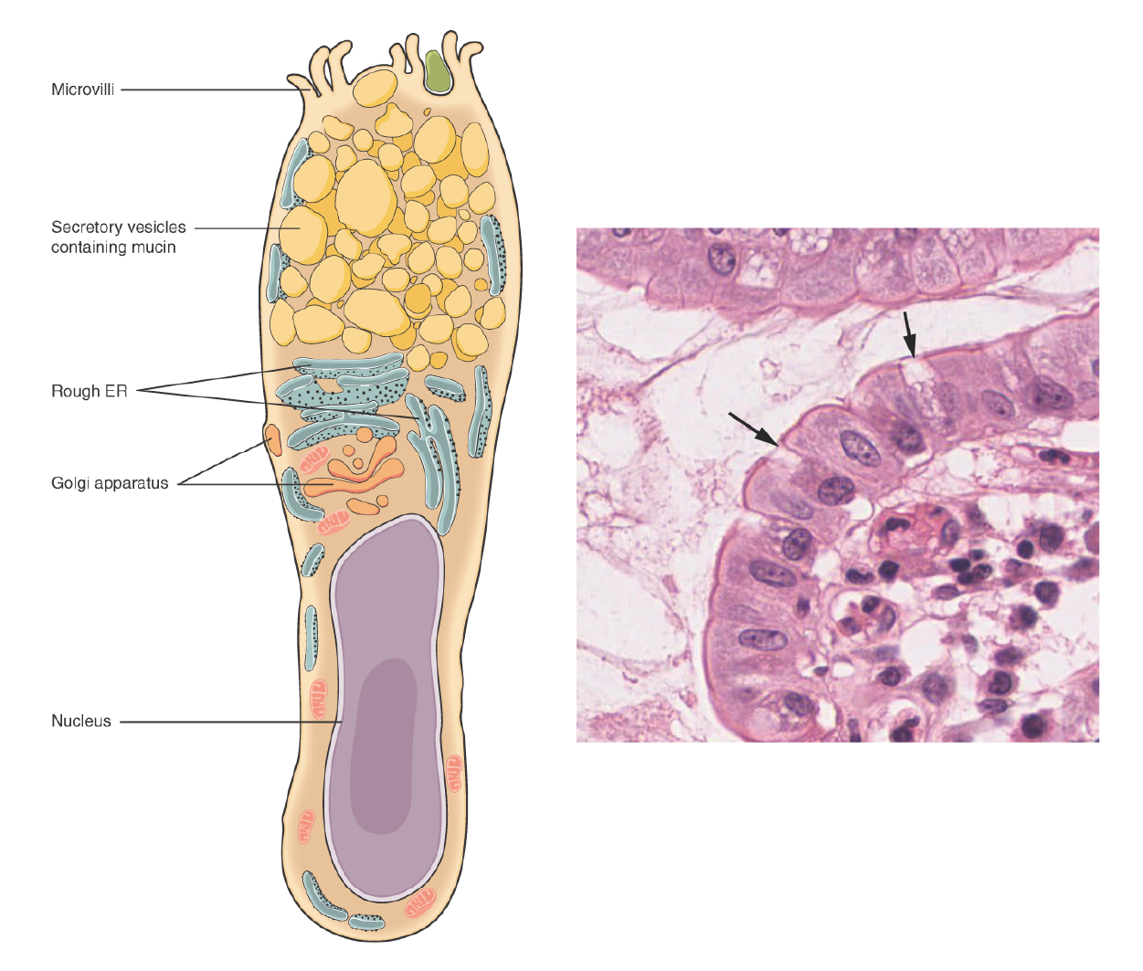 This illustration shows a diagram of a goblet cell. The goblet cell is shaped roughly like an upside-down vase. The enlarged end at the top contains six finger-like projections labeled microvilli. Between the microvilli, secretary vesicles containing mucin are moving from the upper half of the cell toward the microvilli. Below the secretory vesicles are several rough endoplasmic reticula and an irregularly shaped Golgi apparatus with secretory vesicles budding off of it. The narrow, lower half of the cell contains the oval-shaped nucleus as well as a few mitochondria and segments of the endoplasmic reticulum.