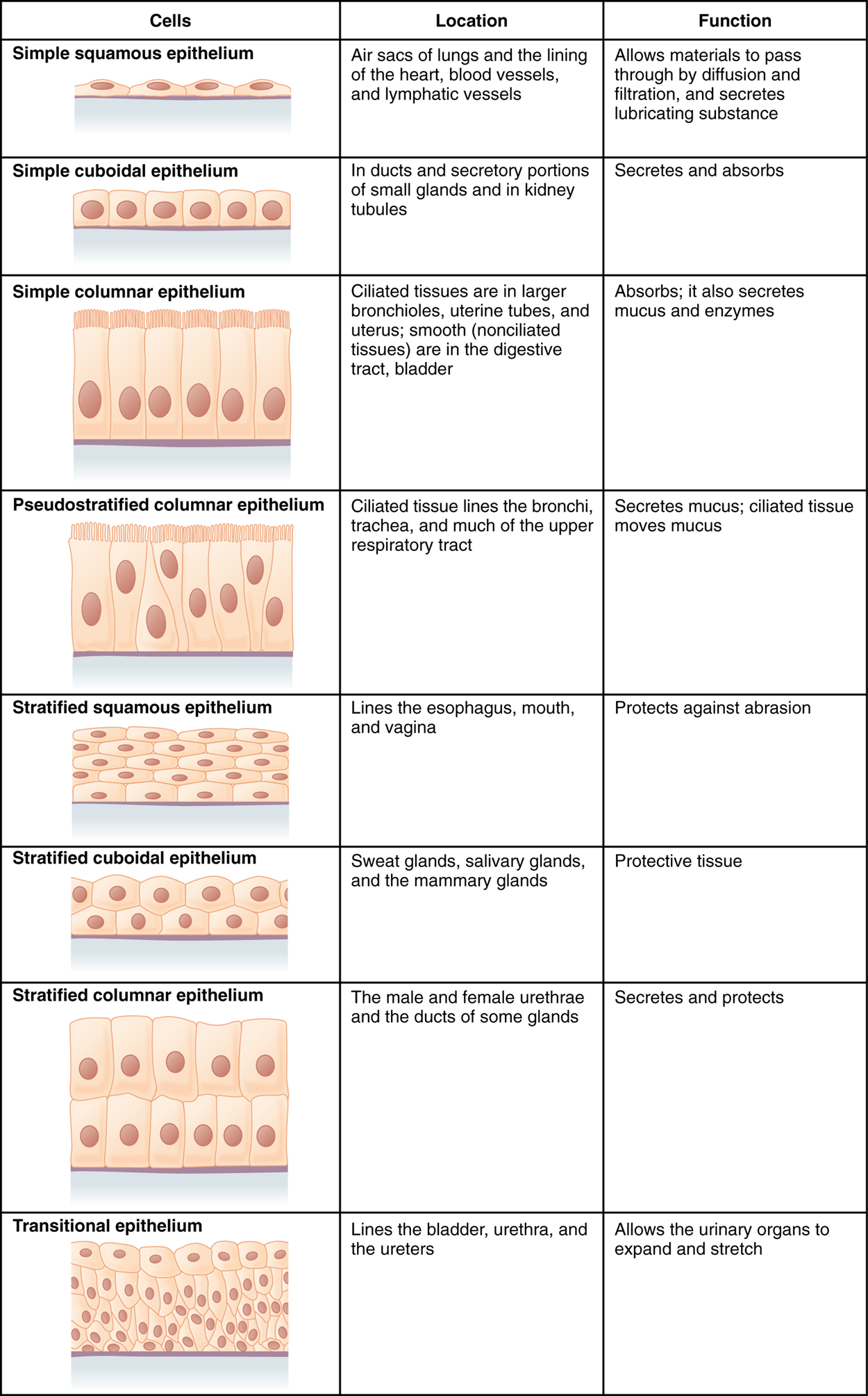 This figure is a table with three columns and eight rows. The leftmost column is titled cells and contains a drawing in each row showing how epithelial cells are arranged above a basement membrane. The middle column is titled location, while the rightmost column is titled function. In a simple squamous epithelium, the cells are flattened and single-layered. Simple squamous cells are found in the air sacs of the lungs, in the lining of the heart, blood vessels, and lymphatic vessels. Their function is to allow materials to pass through by diffusion and filtration, as well as to secrete lubricating substances. In a simple cuboidal epithelium, the cells are cube-shaped and single-layered and located in ducts and secretory portions of small glands as well as in the kidney tubules. The function of simple cuboidal epithelium is to secrete and absorb. In a simple columnar epithelium, the cells are rectangular and are attached to the basement membrane on one of their narrow sides, so that each cell is standing up like a column. There is only one layer of cells. The simple columnar epithelium is found in ciliated tissues including the larger bronchioles, uterine tubes, and uterus, as well as in smooth, nonciliated tissues such as the digestive tract bladder. The function of simple columnar epithelium is to absorb substances but also to secrete mucous and enzymes. In a pseudostratified columnar epithelium, the cells are column-like in appearance, but they vary in height. The taller cells bend over the tops of the shorter cells so that the top of the epithelial tissue is continuous. There is only one layer of cells. Pseudostratified columnar epithelium lines the bronchi, the trachea, and much of the upper respiratory tract. The function of pseudostratified columnar epithelium is to secrete mucous and also move that mucus using the hair-like cilia projecting from the top of each cell. A stratified squamous epithelium contains many layers of flattened cells. Stratified squamous epithelium lines the esophagus, mouth, and vagina. The function of stratified squamous epithelium is to protect against abrasion. Stratified cuboidal epithelium contains many layers of cube-shaped cells. Stratified cuboidal epithelium is found in the sweat glands, salivary glands, and mammary glands. The function of stratified cuboidal epithelium is to protect other tissues of the body. Stratified columnar epithelium contains many layers of rectangular, column-shaped cells. Stratified columnar epithelium is located in the male and female urethrae and the ducts of some glands. The function of stratified columnar epithelium is to secrete and protect. Transitional epithelium consists of many layers of irregularly shaped cells with diverse sizes. Transitional epithelium is found lining the bladder, urethra, and ureters. The function of transitional epithelium is to allow the urinary organs to expand and stretch.