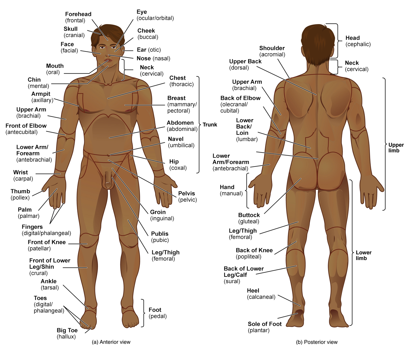 Ilustration of anterior and posterior regions of the human body.  The regions are listed in the regional anatomy terms link in the Regional Terms topic later.