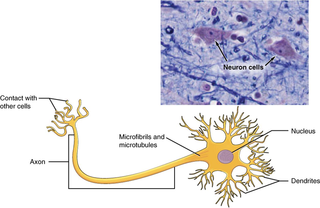 The Neuron - The cell body of a neuron, also called the soma, contains the nucleus and mitochondria. The dendrites transfer the nerve impulse to the soma. The axon carries the action potential away to another excitable cell. This figure shows a diagram of a neuron and a micrograph showing two neuron cells. The body of the neuron contains a single, purple nucleus. The cell is irregularly shaped, having many projections emerging from its surface. Six sets of dendrites project from the top, right, and bottom edges of the cell. The dendrites are yellow and branch many times after leaving the cell, taking on the appearance of tiny trees. The axon projects from the left edge of the cell. The axon is a long cable like structure that branches into several finger like projections at its end. This is where the neuron makes contact with other cells. A label also notes that the area where the axon emerges from the cell body contains microfibrils and microtubules. The micrograph is considerably less magnified than the diagram. The neurons stain darkly and their nuclei are clearly visible. Their irregular cell body is also visible, along with the beginning of the axons.
