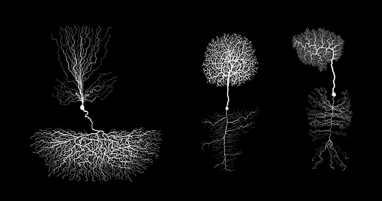 Neuron Anatomy - The structure of neurons resembles a tree where the dendrites extend out from the cell body like branches and the axon extends out like a tree trunk and roots Image shows neurons with tree-like shapes.