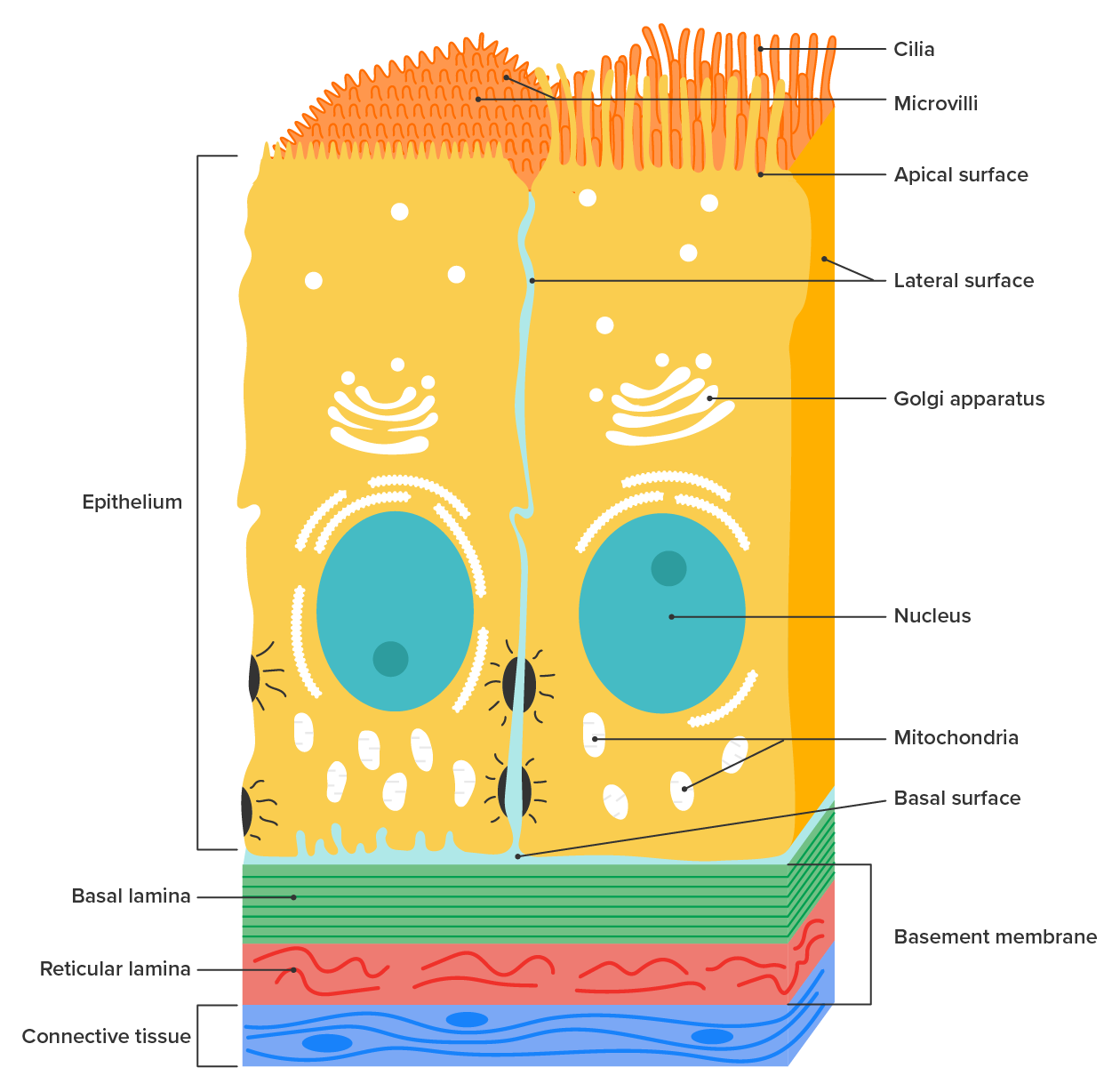 Image shows the basic structure of an epithelial cell. The apical surface faces outside the body, in this case the gut, and the basal faces inward. Image shows cilia and microvilli on the apical surface and the basal surface anchored to the basal lamina.