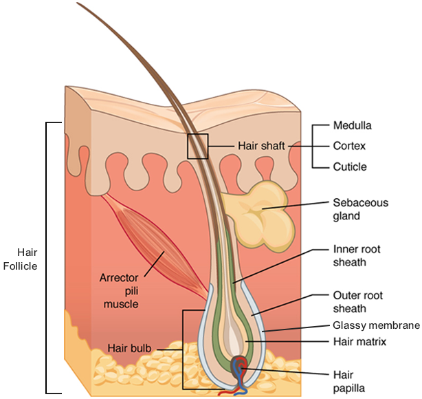 Hair - Hair follicles originate in the epidermis and have many different parts. This diagram shows a cross-section of the skin containing a hair follicle. The follicle is teardrop shaped. Its enlarged base, labeled the hair bulb, is embedded in the hypodermis. The outermost layer of the follicle is the epidermis, which invaginates from the skin surface to envelop the follicle. Within the epidermis is the outer root sheath, which is only present on the hair bulb. It does not extend up the shaft of the hair. Within the outer root sheath is the inner root sheath. The inner root sheath extends about half of the way up the hair shaft, ending midway through the dermis. The hair matrix is the innermost layer. The hair matrix surrounds the bottom of the hair shaft where it is embedded within the hair bulb. The hair shaft, in itself, contains three layers: the outermost cuticle, a middle layer called the cortex, and an innermost layer called the medulla.