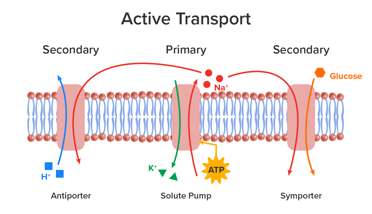 Image shows a membrane with three types of active transporter embedded: Antiporter, Pump, and Symporter. The solute pump uses ATP for energy, whereas symporters and antiporters move one solute against the concentration gradient by coupling the movement with another solute going down the concentration gradient.
