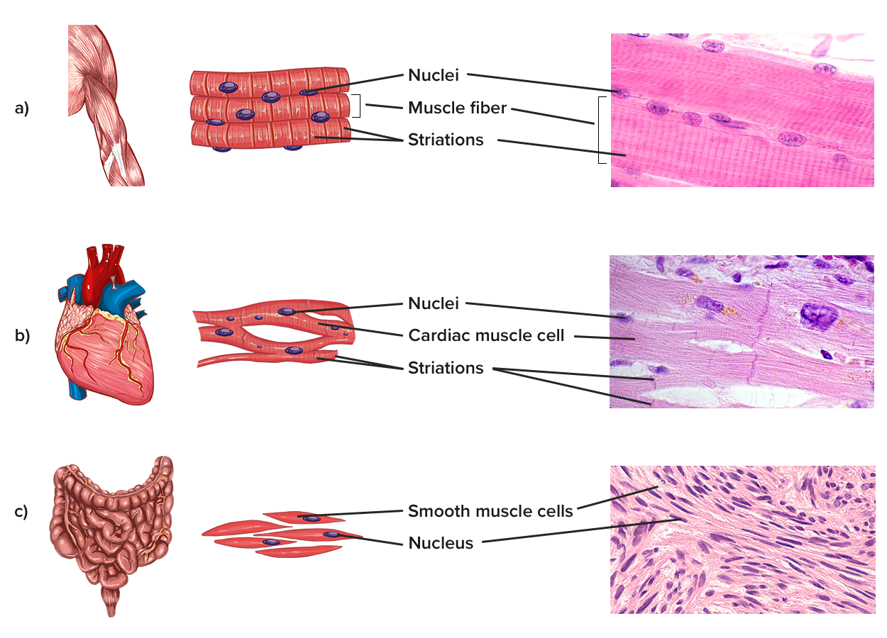 Image shows diagrams and micrographs of the three main muscle types. Skeletal muscle is highly organized, with parallel fibers, multiple nuclei, and striations along the length of each cell. Cardiac muscle is similar and striated, but mono-nucleated, less densely packed, and somewhat less parallel. Cells are oriented in the same direction, meandering like a stream. Smooth muscle is the most different, with muscle cells running in all directions, and much less apparent overall organization. Cells are non-striated and mono-nucleated.