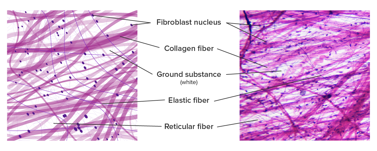 Connective Tissue: Supports and Protects Tutorial | Sophia Learning