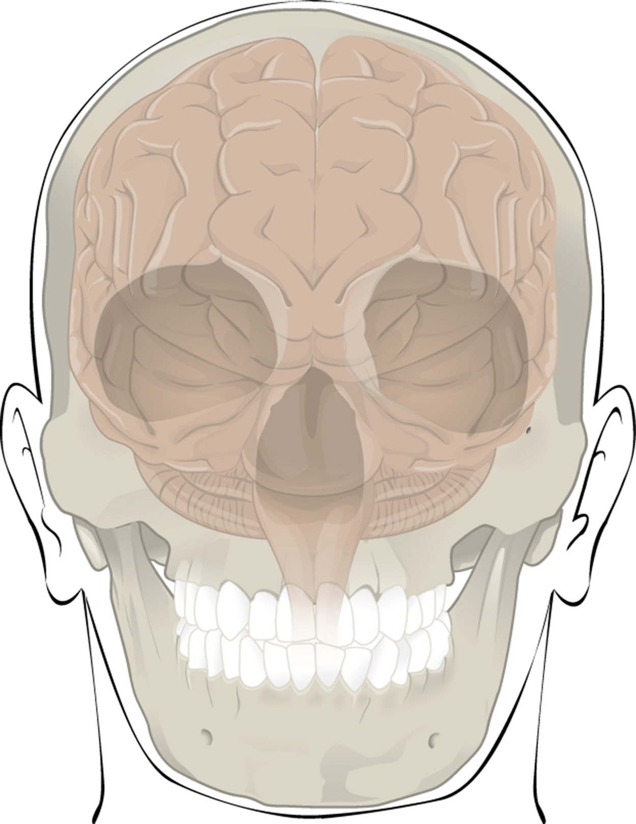 This illustration shows how the cranium protects and surrounds the brain. Only the outline of the cranium is visible, which is made transparent to show how the brain sits in the skull. There is a small amount of space between the brain and the cranium, but the top and sides of the brain are completely protected by the cranial bones. The bottom of the brain extends below the cranial bones, with the base of the cerebellum seated just above the roof of the mouth. The medulla extends to the bottom of the skull where it meets with the spinal cord.