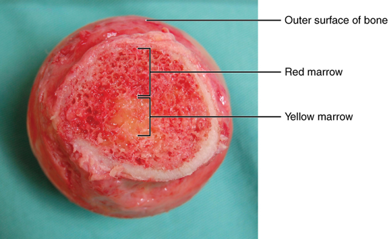This photo shows the head of the femur detached from the rest of the bone. The compact bone at the surface of the head has been removed to show the spongy bone beneath. Rather than being solid, like the compact bone, the spongy bone is mesh-like with many open spaces, giving it the appearance of a sponge. A circle of yellow marrow is located at the exact center of the spongy bone. The red marrow surrounds the yellow marrow, occupying most of the interior space of the head.