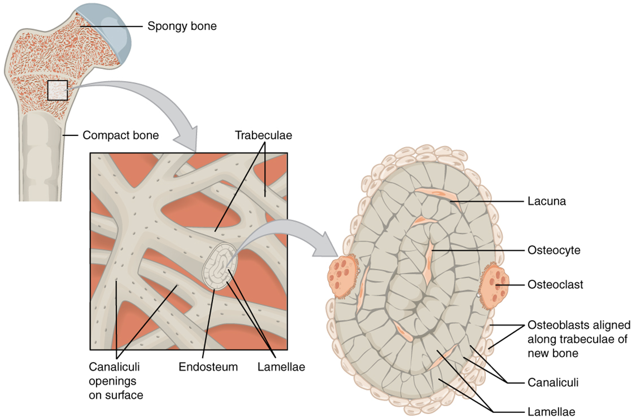 This illustration shows the spongy bone within the proximal epiphysis of the femur in two successively magnified images. The lower-magnification image shows two layers of crisscrossing trabeculae. The surface of each is dotted with small black holes which are the openings of the canaliculi. One of the trabeculae is in a cross-section to show its internal layers. The outermost covering of the lamellae is called the endosteum. This endosteum surrounds several layers of concentric lamellae. The higher-magnification image shows the cross-section of the trabeculae more clearly. Three concentric lamellae are shown in this view, each possessing perpendicular black lines. These lines are the canaliculi and are oriented on the round lamellae similar to the spokes of a wheel. In between the lamellae are small cavities called lacunae which house cells called osteocytes. In addition, two large osteoclasts are seated on the outer edge of the outermost lamellae. The outermost lamellae are also surrounded by groups of small, white osteoblasts.