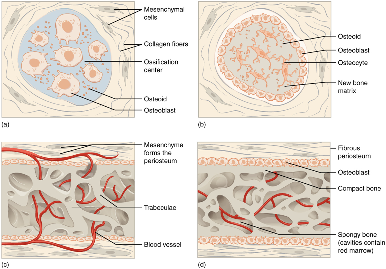 Image A shows seven osteoblasts, cells with small, finger-like projections. They are surrounded by granules of osteoid. Both the cells and the osteoid are contained within a blue, circular, ossification center that is surrounded by a “socket” of dark, string-like collagen fibers and gray mesenchymal cells. The cells are generally amorphous, similar in appearance to an amoeba. In image B, the ossification center is no longer surrounded by a ring of osteoblasts. The osteoblasts have secreted bone into the ossification center, creating a new bone matrix. There are also five osteocytes embedded in the new bone matrix. The osteocytes are thin, oval-shaped cells with many fingerlike projections. Osteoid particles are still embedded in the bony matrix in image B.  In image C, the ring of osteoblasts surrounding the ossification center has separated, forming an upper and lower layer of osteoblasts sandwiched between the two layers of mesenchyme cells. A label indicates that the mesenchyme cells and the surrounding collagen fibers form the periosteum. The osteoblasts secrete spongy bone into the space between the two osteoblast rows. Therefore, the accumulating spongy bone pushes the upper and lower rows of osteoblasts away from each other. In this image, most of the spongy bone has been secreted by the osteoblasts, as the trabeculae are visible. In addition, an artery has already broken through the periosteum and invaded the spongy bone. Image D looks similar to image C, except that the rows of osteoblasts are now secreting layers of compact bone between the spongy bone and the periosteum. The artery has now branched and spread throughout the spongy bone. A label indicates that the cavities between the trabeculae now contain red bone marrow.