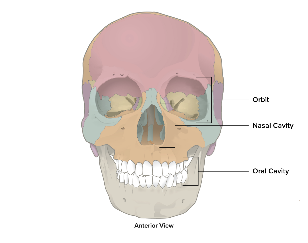 Image shows a skull with orbit, nasal cavity, and oral cavity labeled. Orbits are the openings behind the eyes, nasal behind the nose, and oral behind the teeth.