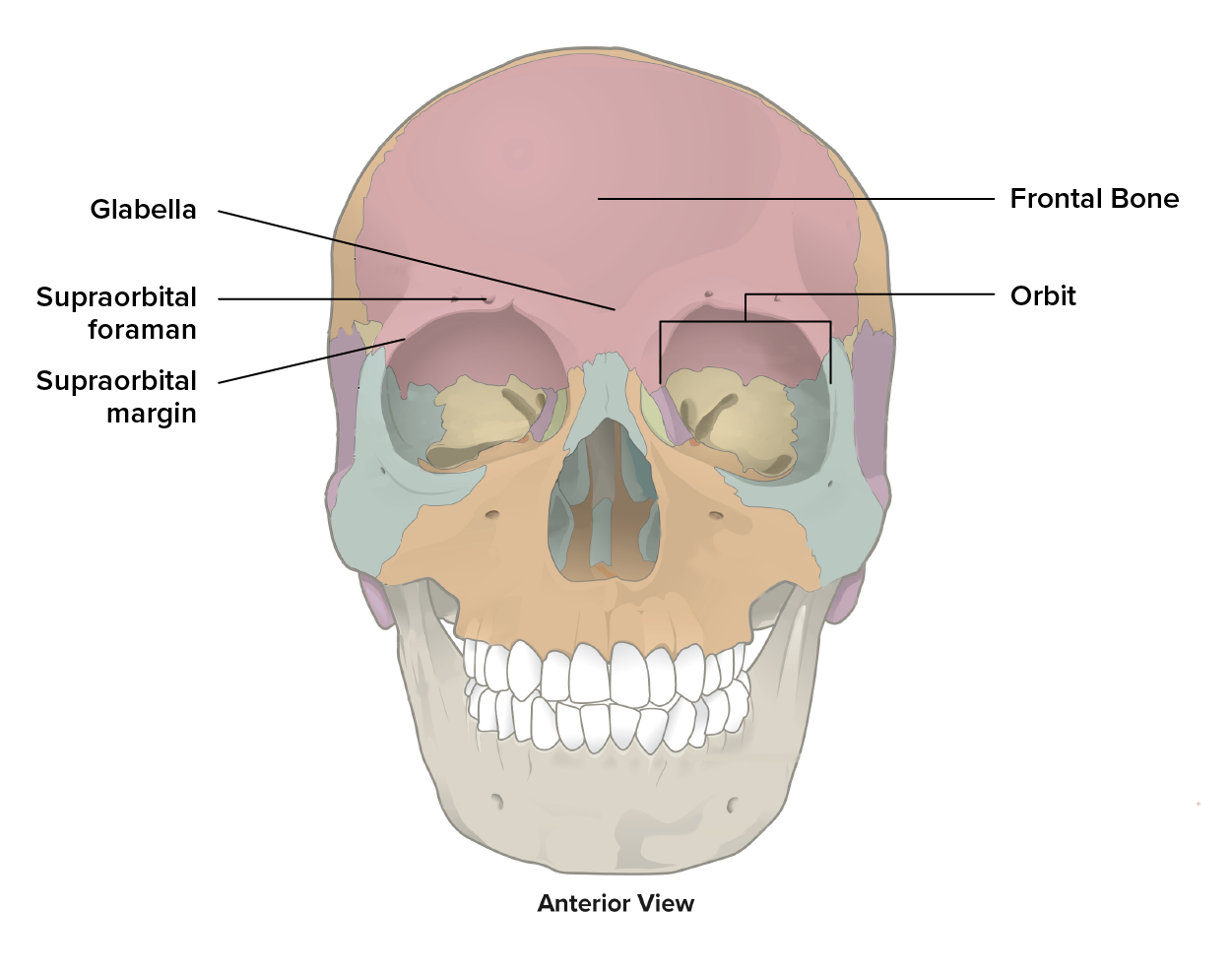 Diagram identifies the location and extent of the Frontal Bone. The bone includes the top half of the orbits and extend backwards to the top of the head