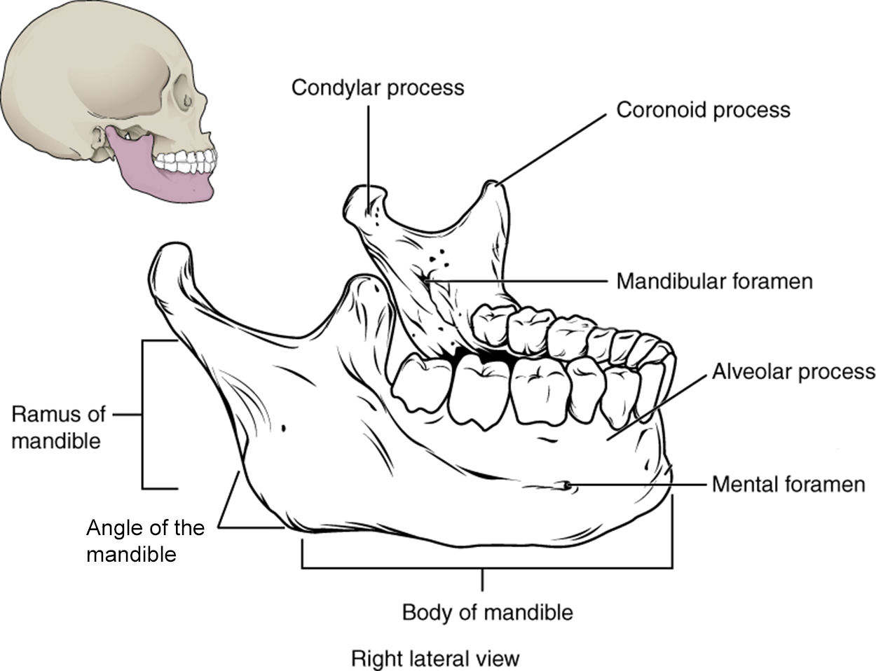 This image shows the structure of the mandible. On the top left, a lateral view of the skull shows the location of the mandible in purple. A magnified image shows the right lateral view of the mandible with the major parts labeled.
