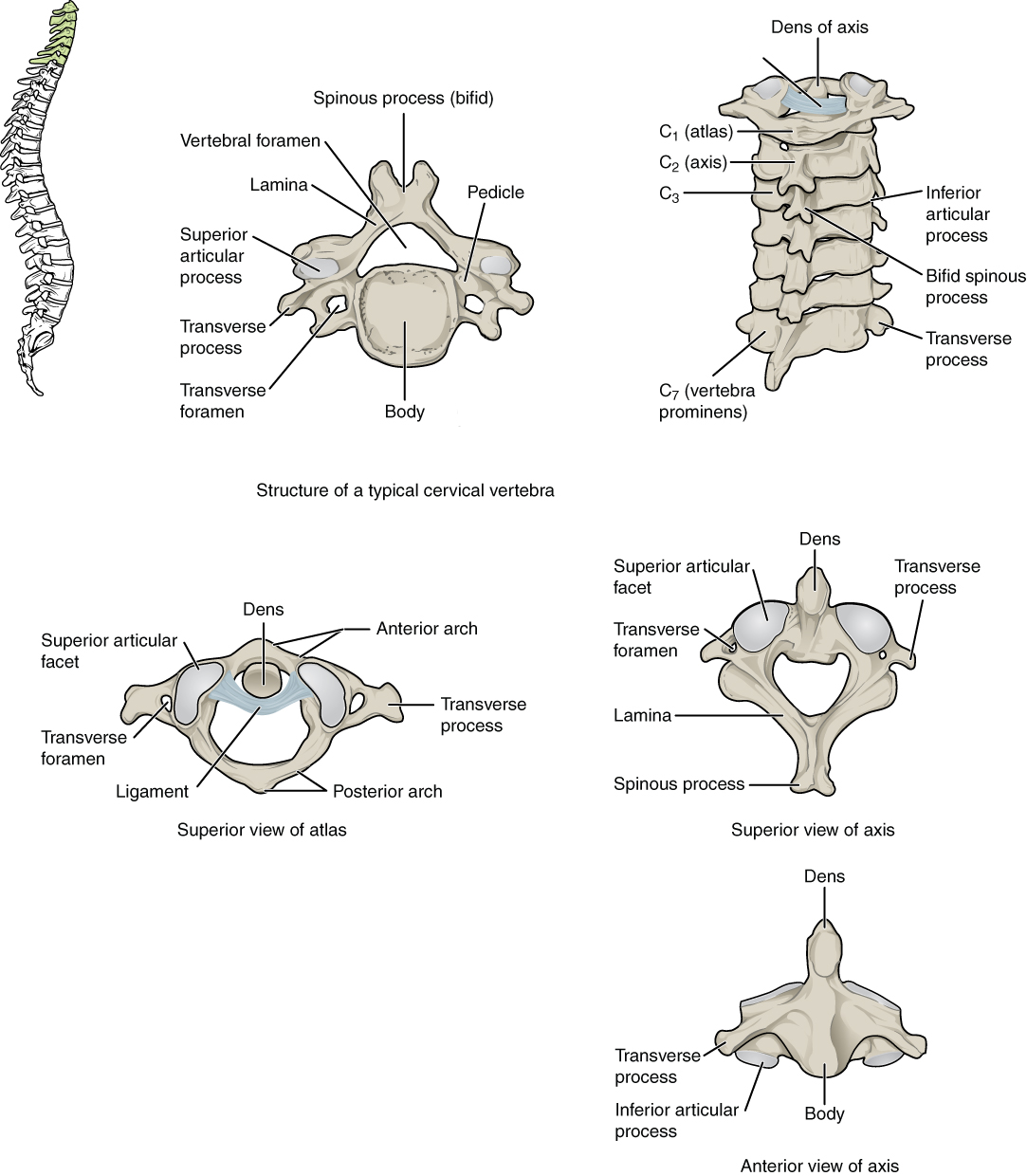 This figure shows the structure of the cervical vertebrae. The left panel shows the location of the cervical vertebrae in green along the vertebral column. The middle panel shows the structure of a typical cervical vertebra and the right panel shows the superior and anterior view of the axis.