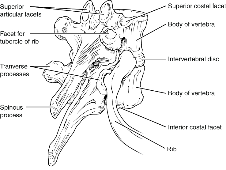 This diagram shows how the thoracic vertebra connects to the angle of the rib. The major parts of the vertebra and the processes connecting the vertebra to the rib are labeled.