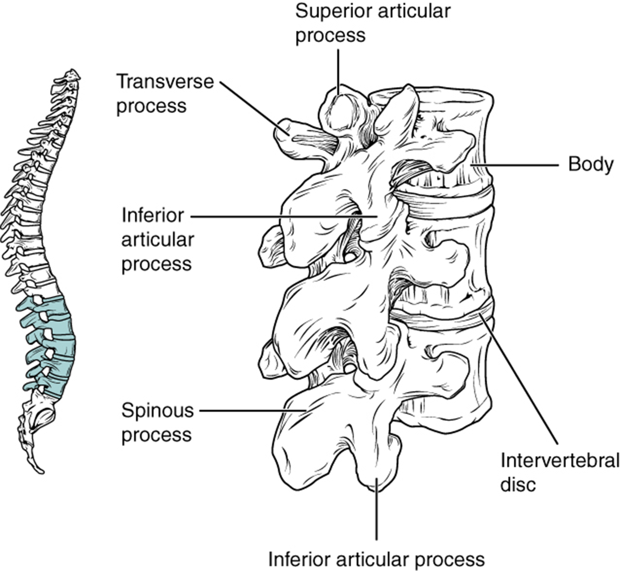Vertebral Column Tutorial | Sophia Learning