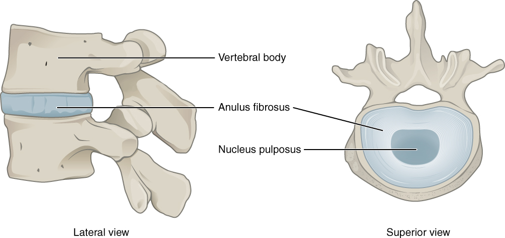 This image shows the structure of the intervertebral disk. The left panel shows the lateral view and the right panel shows the superior view.