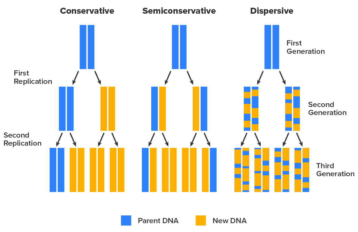 Diagram showing 3 models of DNA replication. In the conservative model the original double helix produces two double helices; one of which has two of the parent strands and one of which has two of the new strands. Another round produces 4 helices; one of which has two of the parent strands and three of which have all new strands. In semiconservative replication the first round leads to two double helices each with one old strand and one new strand. The next round leads to four double helices; two of these have an old and a new strand and two have all new strands. In dispersive replication each new round of replication results in strands with random bits from the parent strand and random bits of new strands.