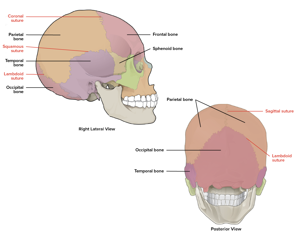 Diagram identifies the name and locations of the sutures of the cranium