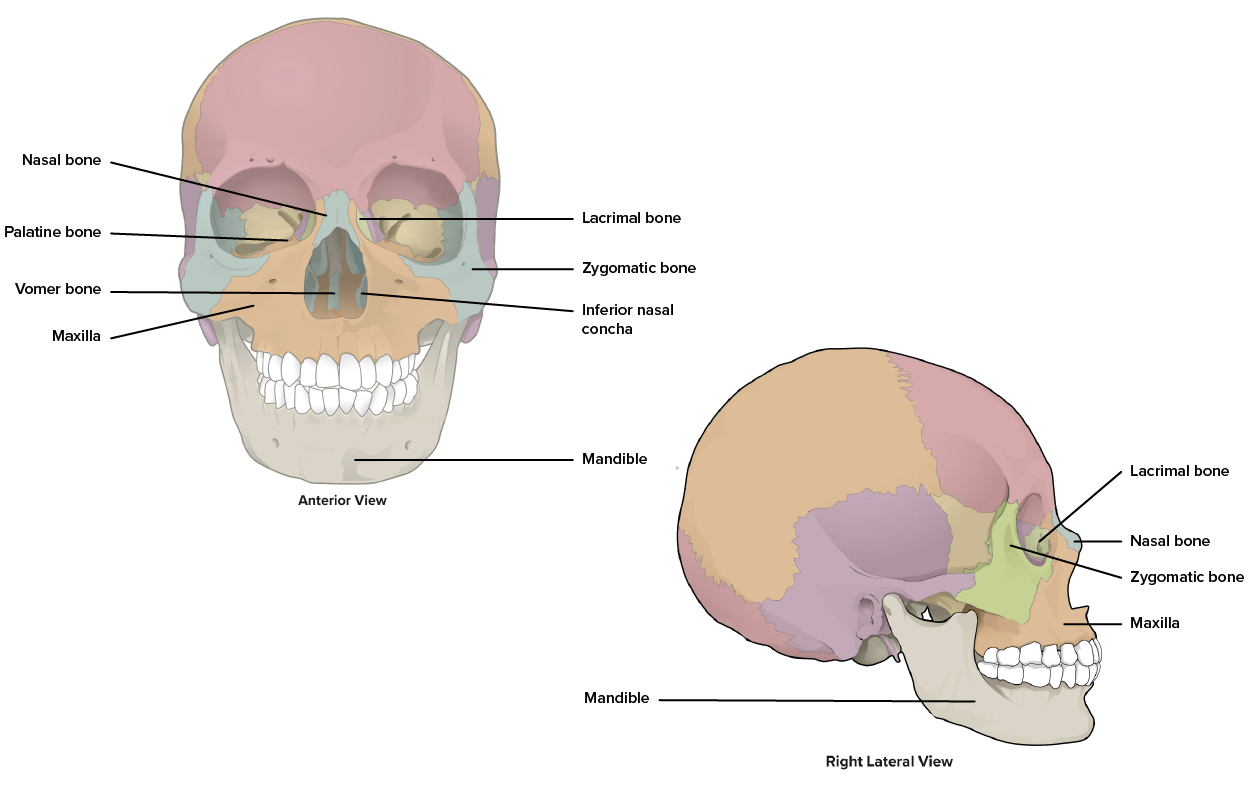 Diagram shows the names and locations of the fourteen bones of the face.