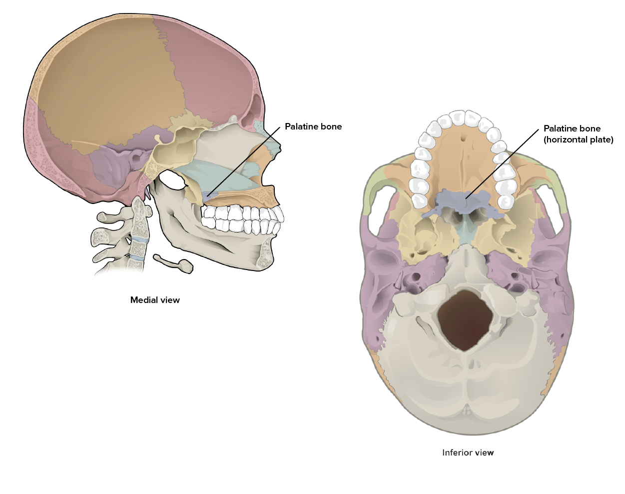 Diagram details the location and articulations of the Palatine bone.