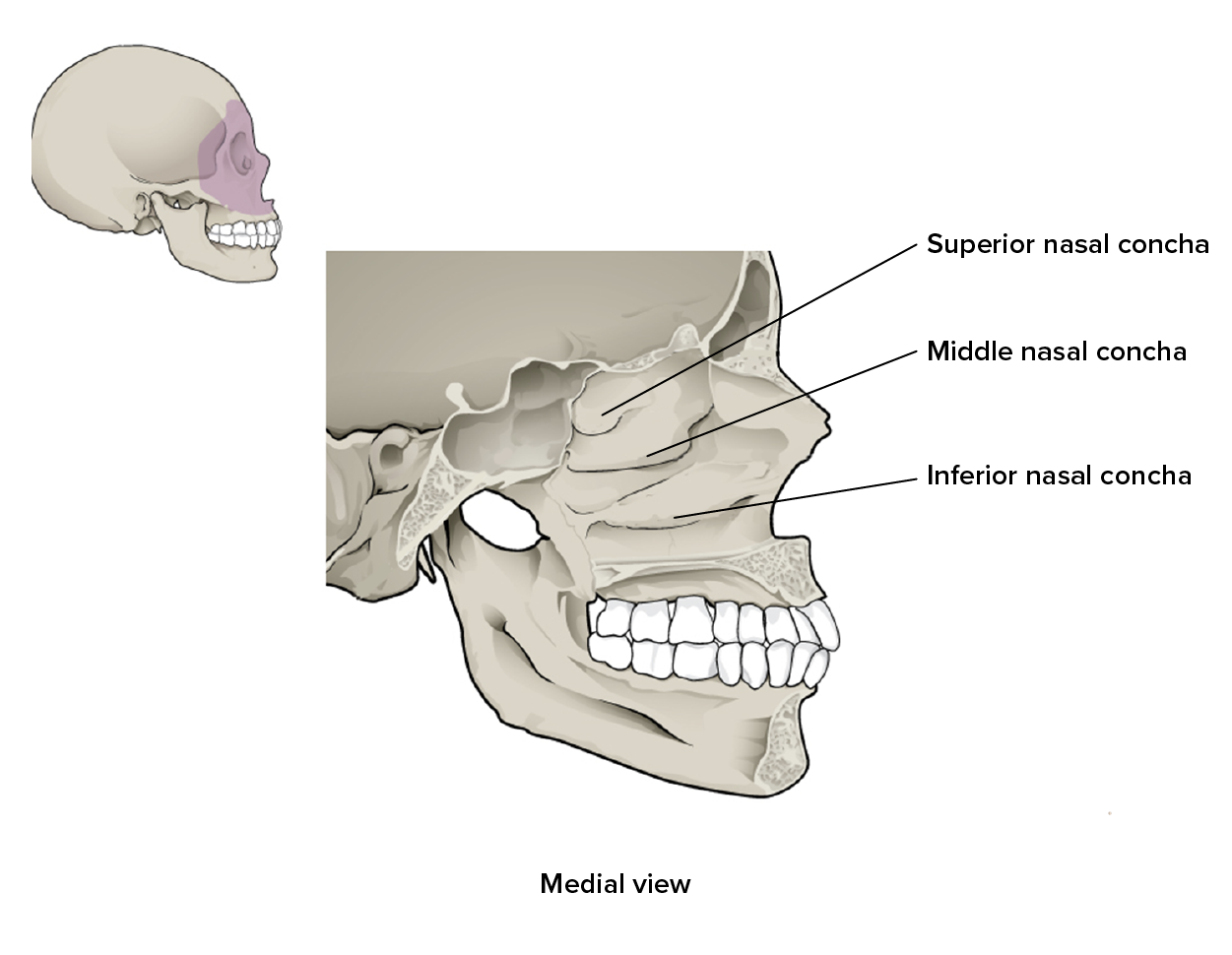 Diagram details the structure and relative location of the nasal concha.