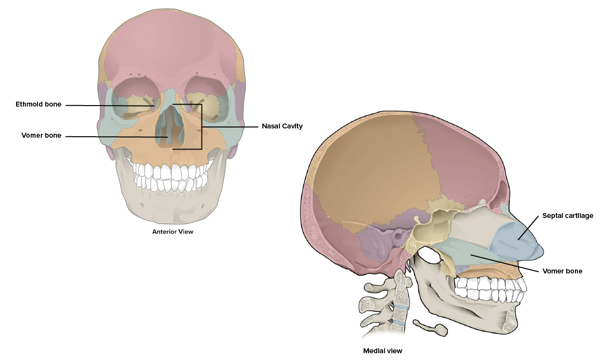 Diagram details the location and articulations of the Vomer bone.